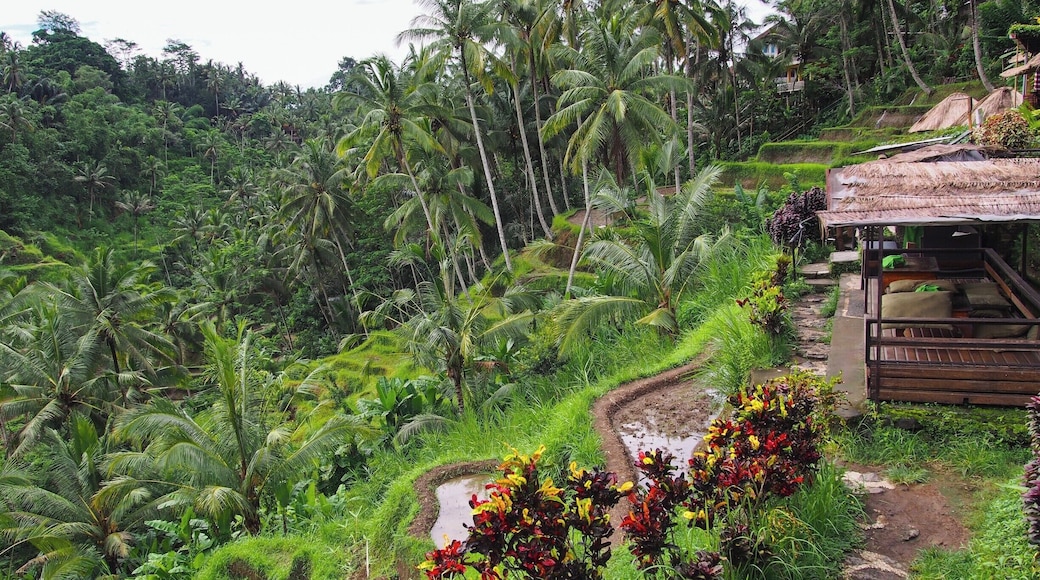 Tegallalang rice terraces are situated just a short drive away from Ubud, Bali. Rice has been grown with traditional methods for thousands of years in Bali. You can walk along the terraces, but the best view is from the top looking down at the valley.