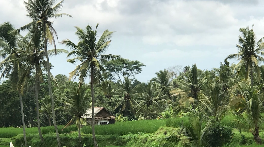 Beautiful rice fields all over Bali