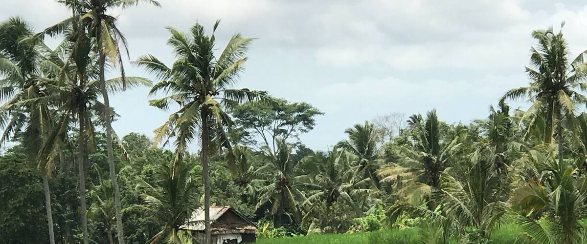 Beautiful rice fields all over Bali