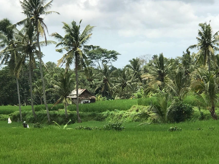 Beautiful rice fields all over Bali