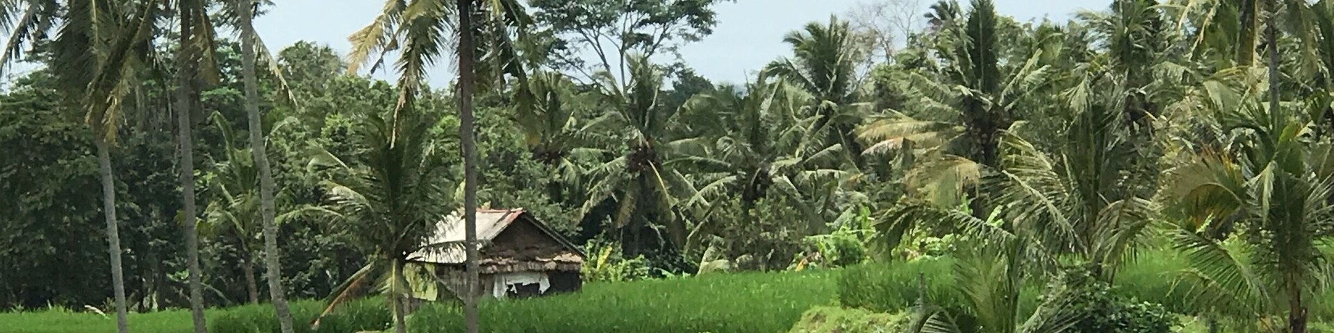 Beautiful rice fields all over Bali