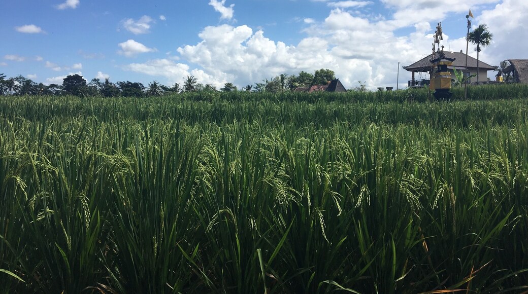 #TakeAHike walking the Campuhan Ridge Walk through Rice fields in Ubud, Bali