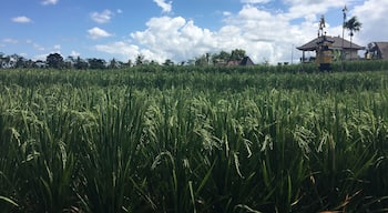 #TakeAHike walking the Campuhan Ridge Walk through Rice fields in Ubud, Bali