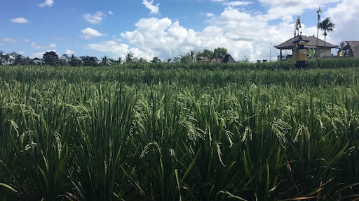 #TakeAHike walking the Campuhan Ridge Walk through Rice fields in Ubud, Bali