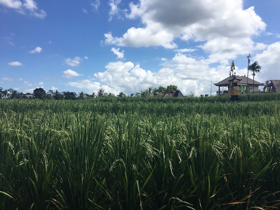 #TakeAHike walking the Campuhan Ridge Walk through Rice fields in Ubud, Bali