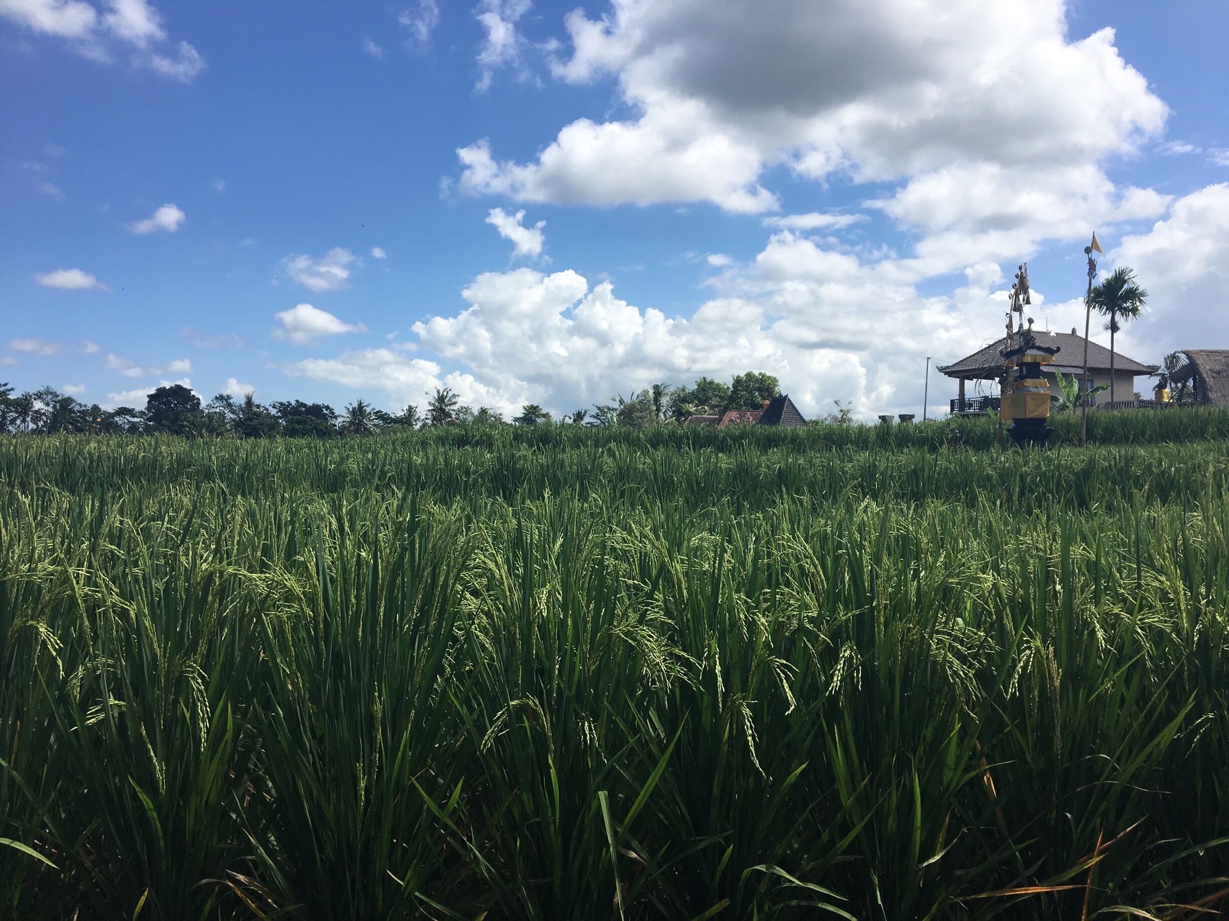 A lush green rice field with a clear blue sky and scattered clouds. In the background, there is a traditional house with a thatched roof and a small shrine with a statue.