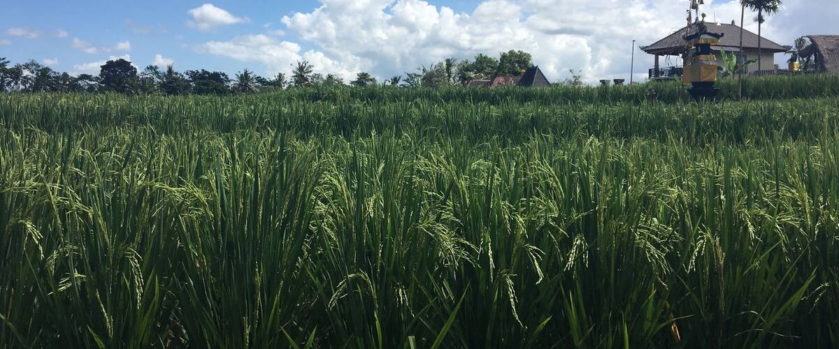 A lush green rice field with a clear blue sky and scattered clouds. In the background, there is a traditional house with a thatched roof and a small shrine with a statue.