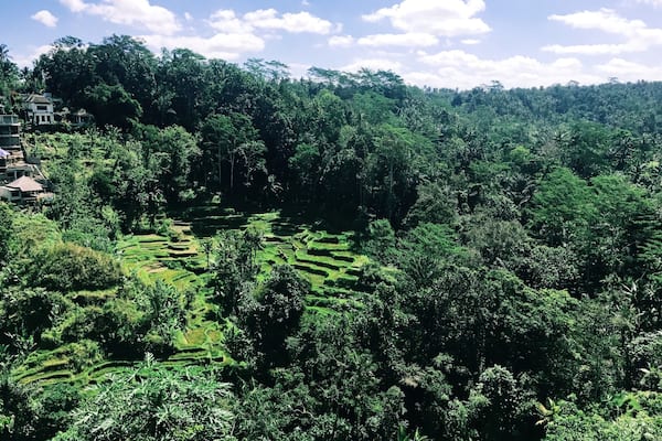 Sample local Bali coffees and teas and take in this great view! Free coffee tastings, but pay to try luwak (cat poop coffee) while you are there!