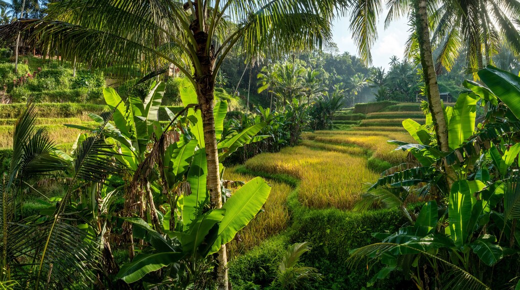Aerial drone view of Tegallalang Rice fields terraces in Ubud, Bali, Indonesia