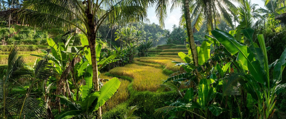 Aerial drone view of Tegallalang Rice fields terraces in Ubud, Bali, Indonesia