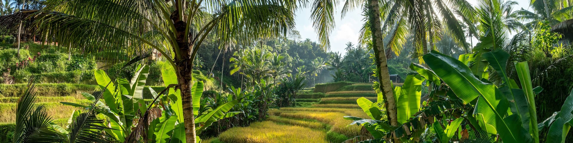 Aerial drone view of Tegallalang Rice fields terraces in Ubud, Bali, Indonesia