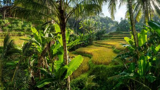 Aerial drone view of Tegallalang Rice fields terraces in Ubud, Bali, Indonesia