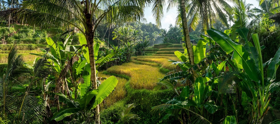 Aerial drone view of Tegallalang Rice fields terraces in Ubud, Bali, Indonesia