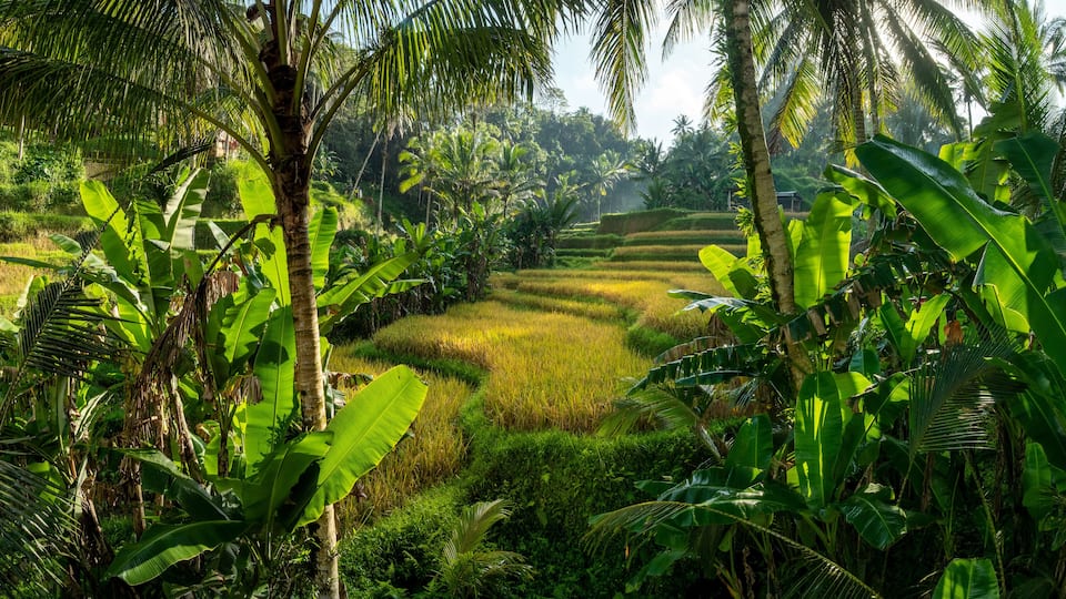 A lush landscape with terraced rice fields, banana trees, and dense tropical vegetation.