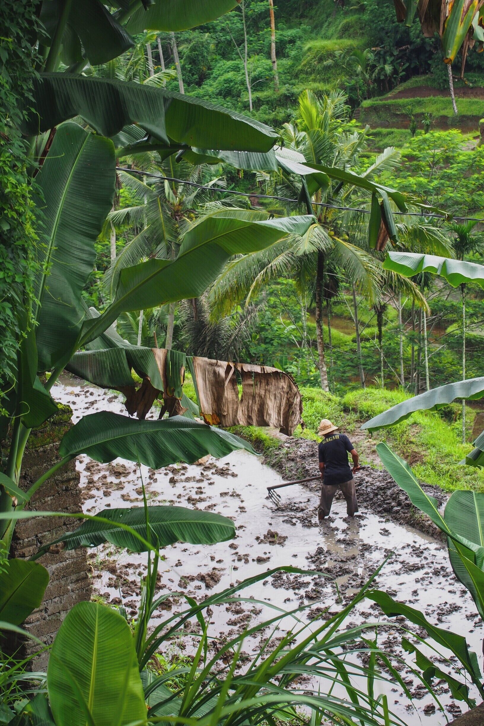 A person working in a lush, green landscape with large banana leaves and a wooden structure.