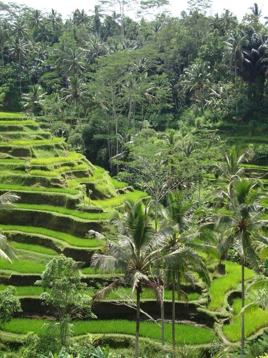 Tegallalang Rice Terraces in Ubud is famous for its beautiful scenes of rice paddies involving the subak (traditional Balinese cooperative irrigation system)