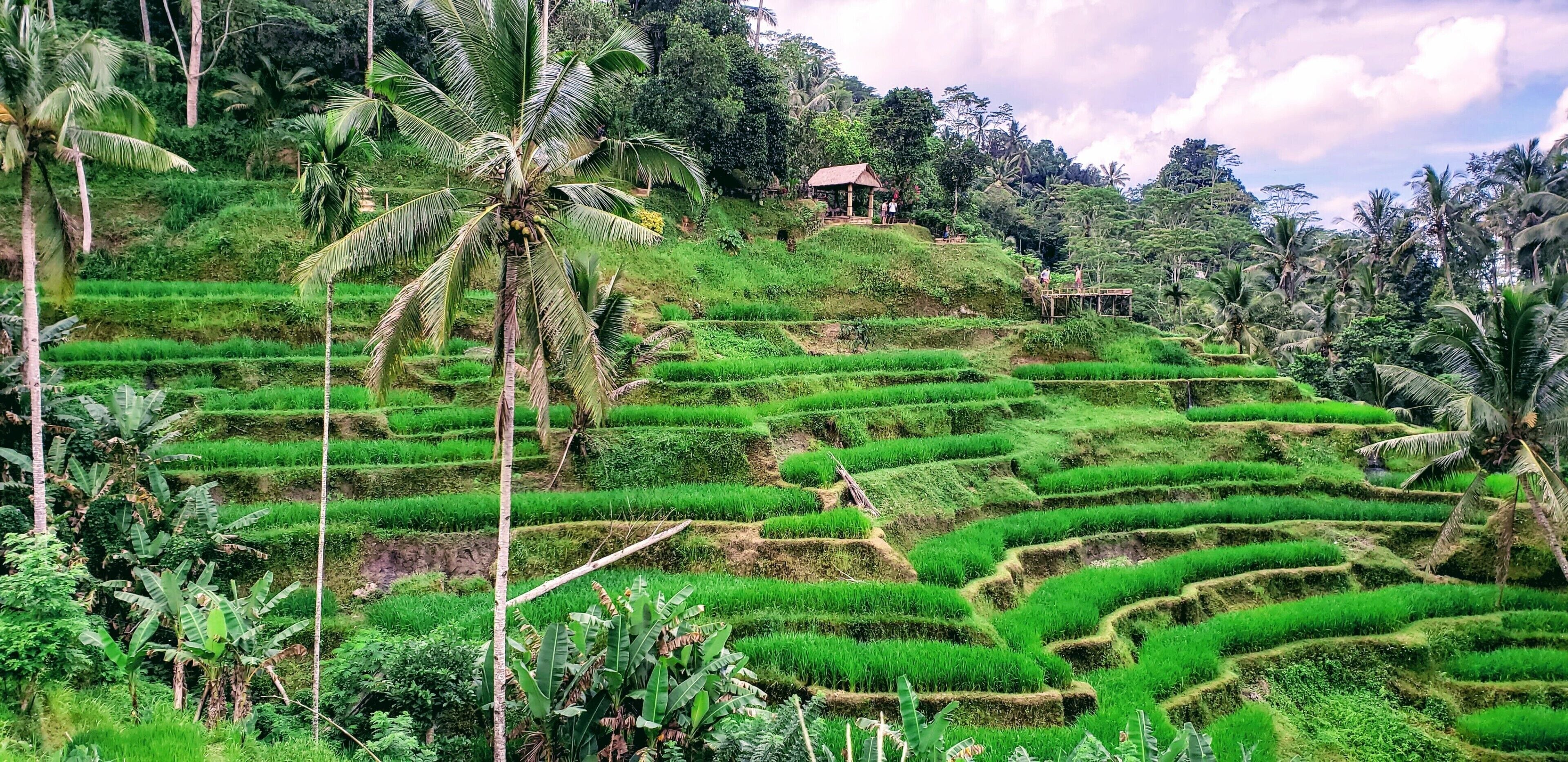 Green and serene, I didn't realize how large these rice terraces actually are until we trekked through them! As you walk through them, the silence is only disturbed by the sound of flowing water below.

#bali #lifeatexpediagroup #riceterraces