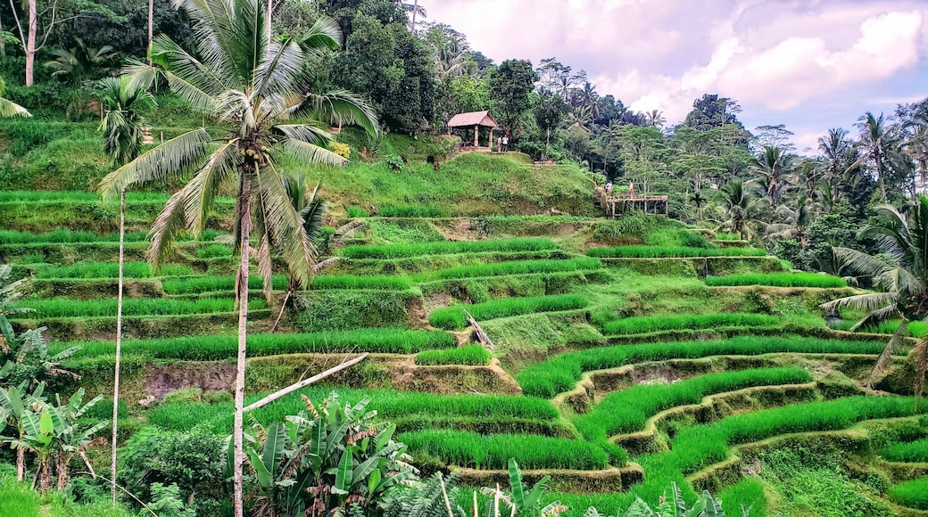 Green and serene, I didn't realize how large these rice terraces actually are until we trekked through them! As you walk through them, the silence is only disturbed by the sound of flowing water below.
#bali #lifeatexpediagroup #riceterraces