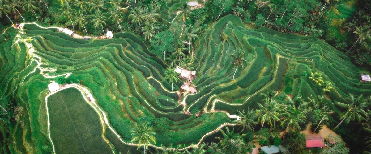 Drone shot of Tegallalang Rice Terrace. #OrbitzTravel #tegallalangriceterrace #bali #indonesia