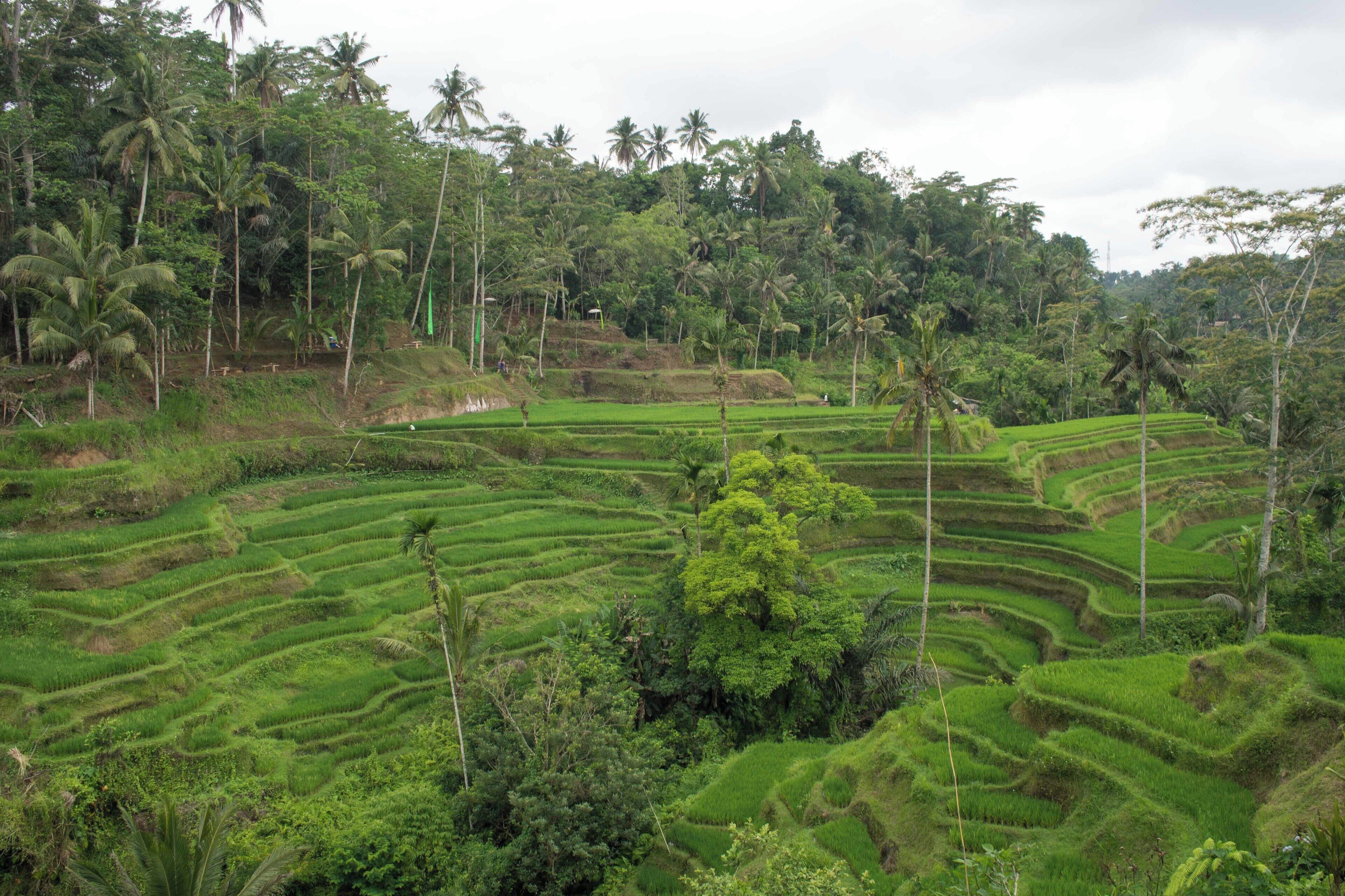 The green rice terraces have become almost a symbol for Bali, but when you drive around in the countryside there really are rice terraces everywhere! 