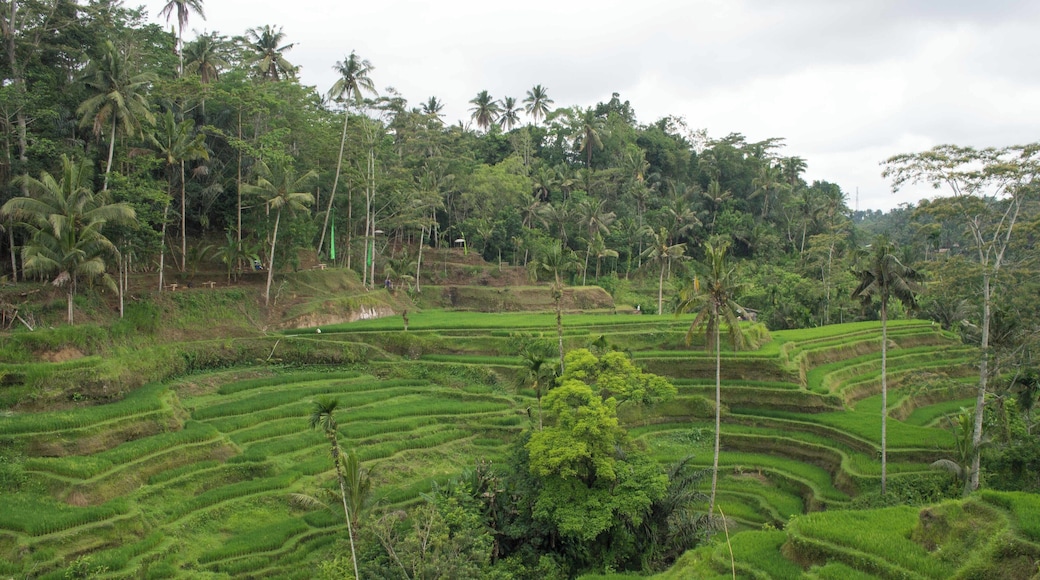 The green rice terraces have become almost a symbol for Bali, but when you drive around in the countryside there really are rice terraces everywhere!
