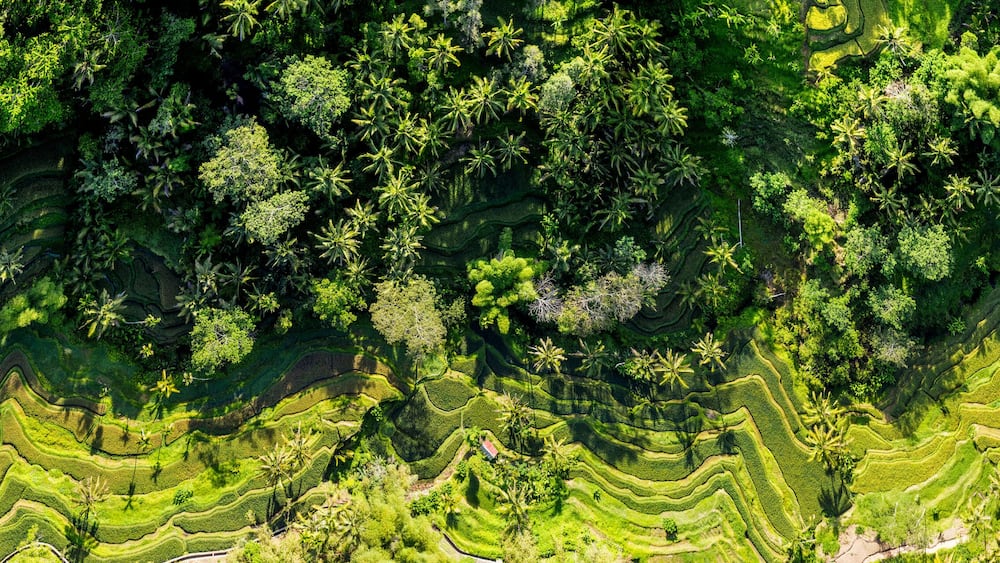 Terraced rice fields with dense tropical vegetation.