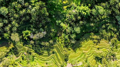 Tegallalang Rice Terrace aerial bali indonesia