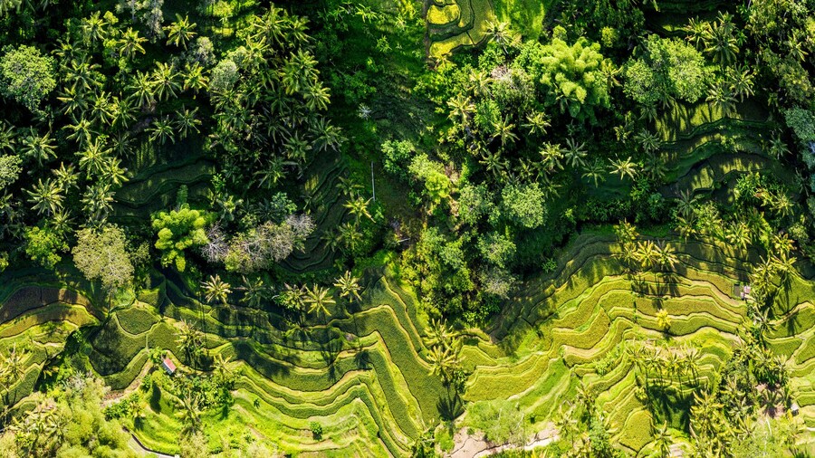 Tegallalang Rice Terrace aerial bali indonesia