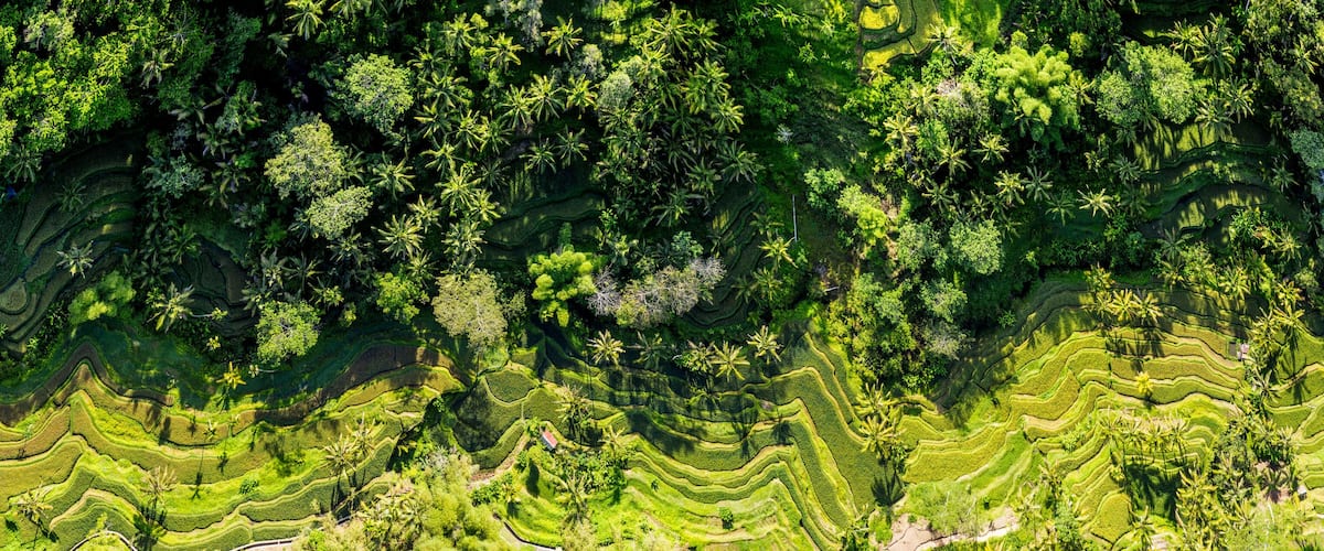 Terraced rice fields with dense tropical vegetation.