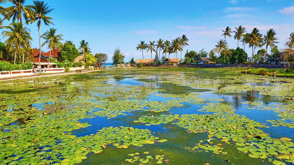 A tropical landscape with a pond covered in lily pads, surrounded by palm trees and houses.