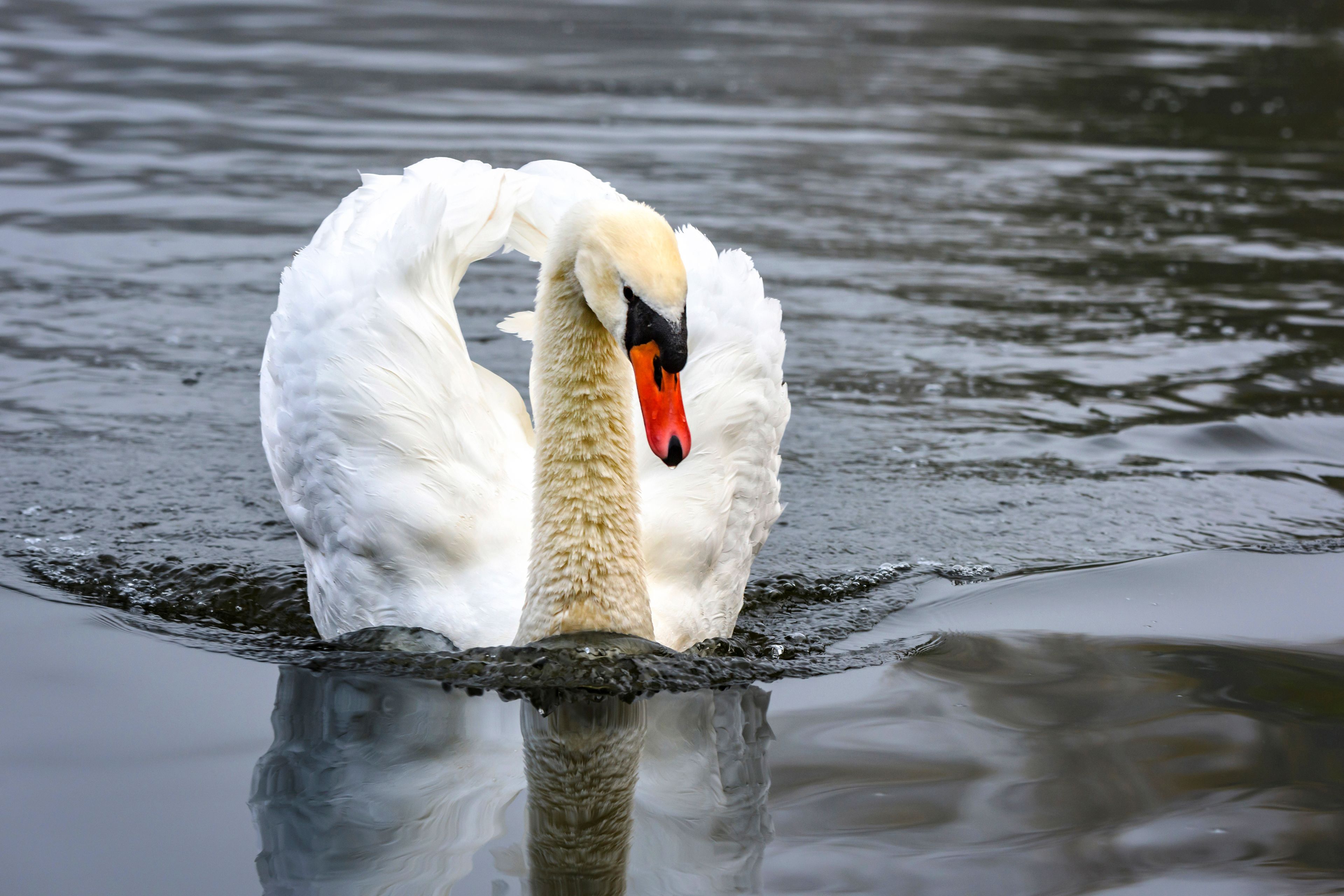 Um cisne com corpo branco e bico laranja nadando na água.