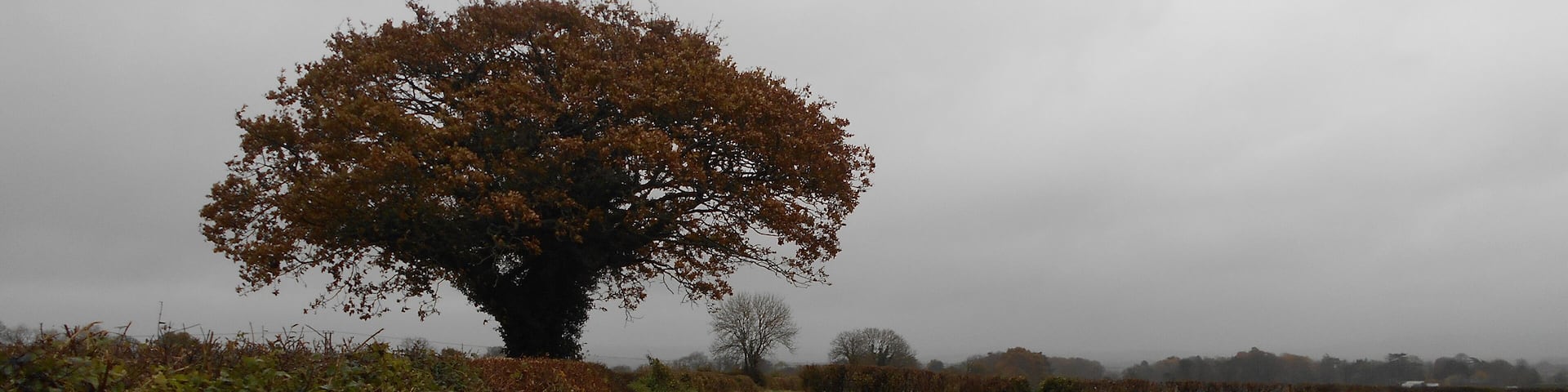 Stock Lane, farm track running from Stock Farm to Quarr, Dorset.