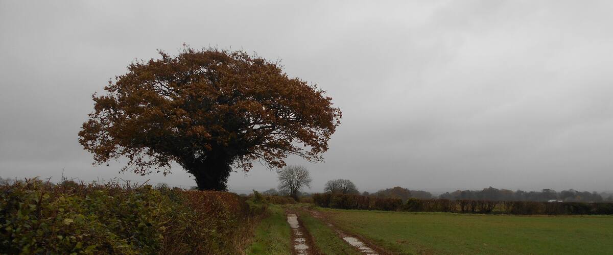 A muddy path leading to a large tree in a rural landscape.