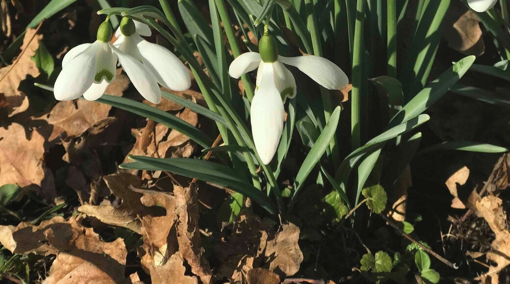 Hodsock snowdrop woods 👍