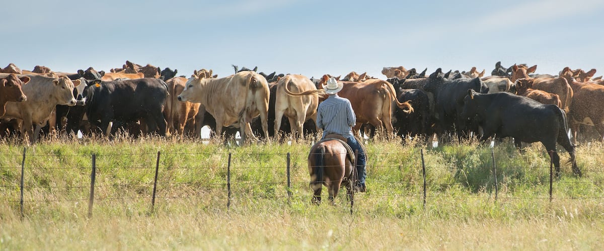 A cowboy on horseback herding cattle in a grassy field.