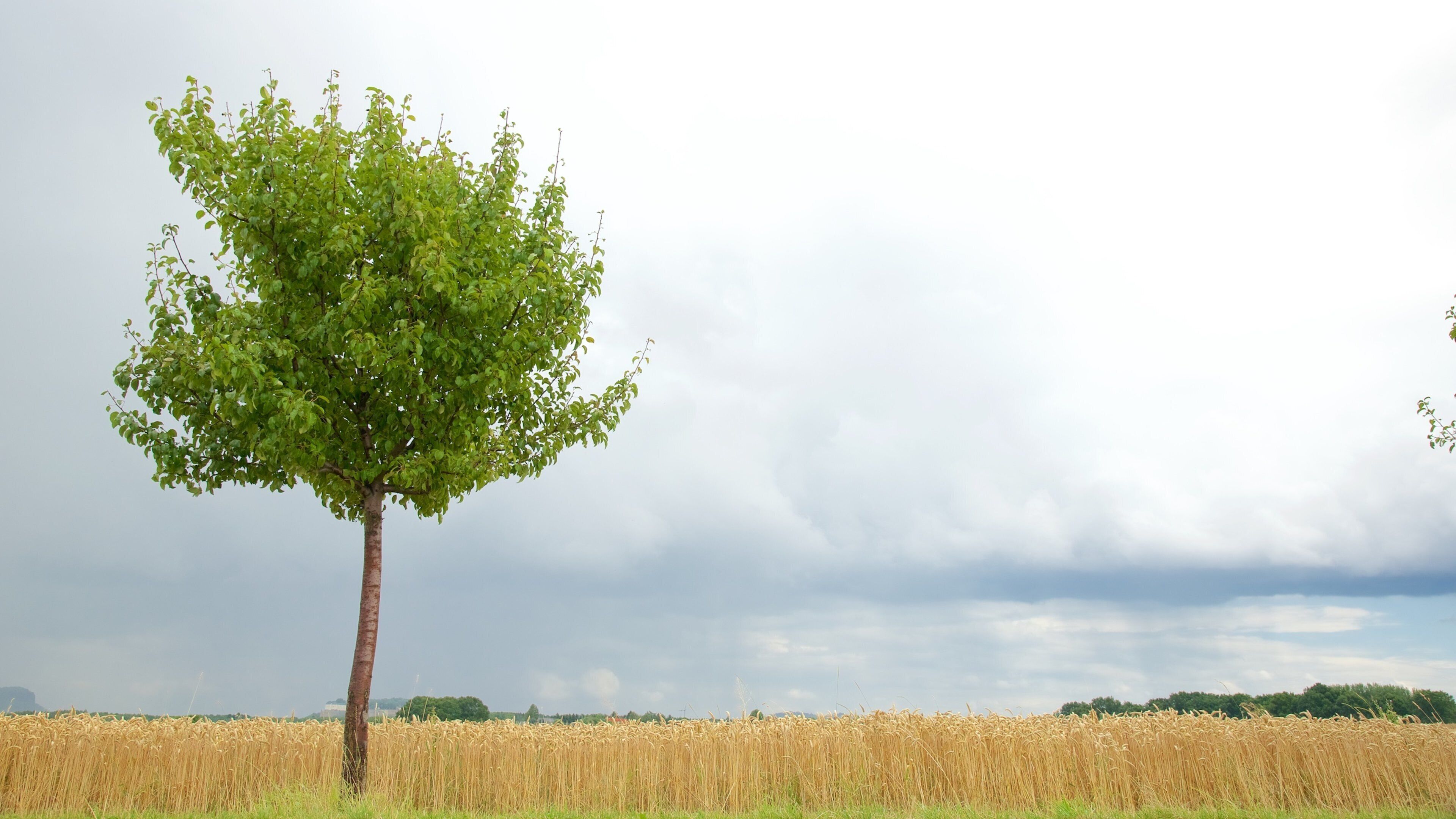 Sachsen som viser landbrugsområde