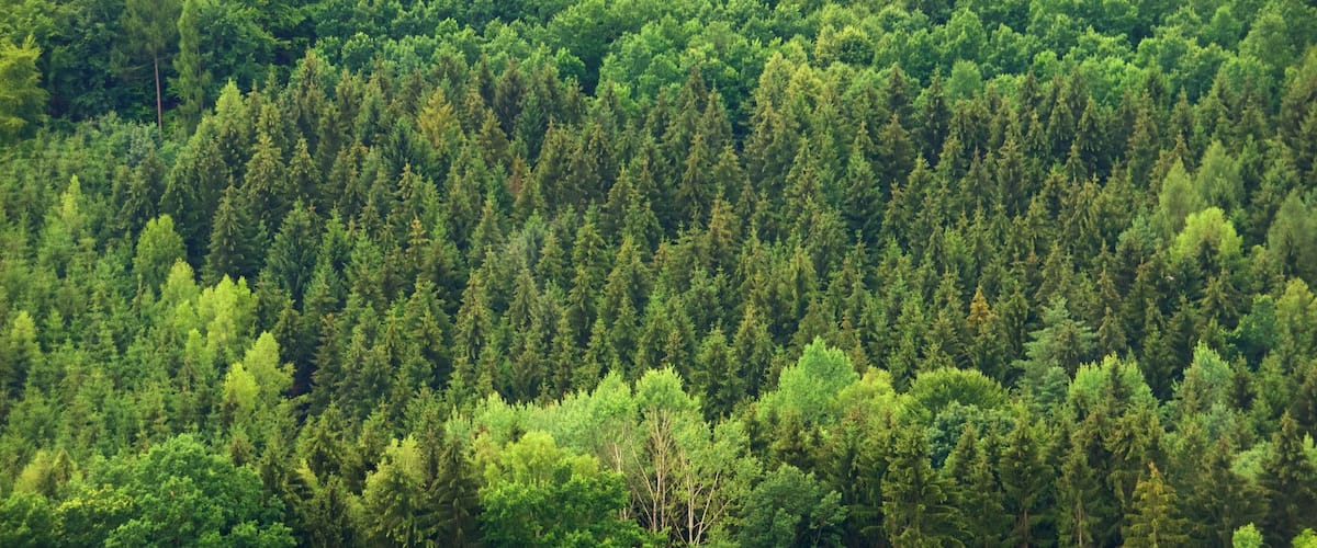 Saxony featuring forest scenes
