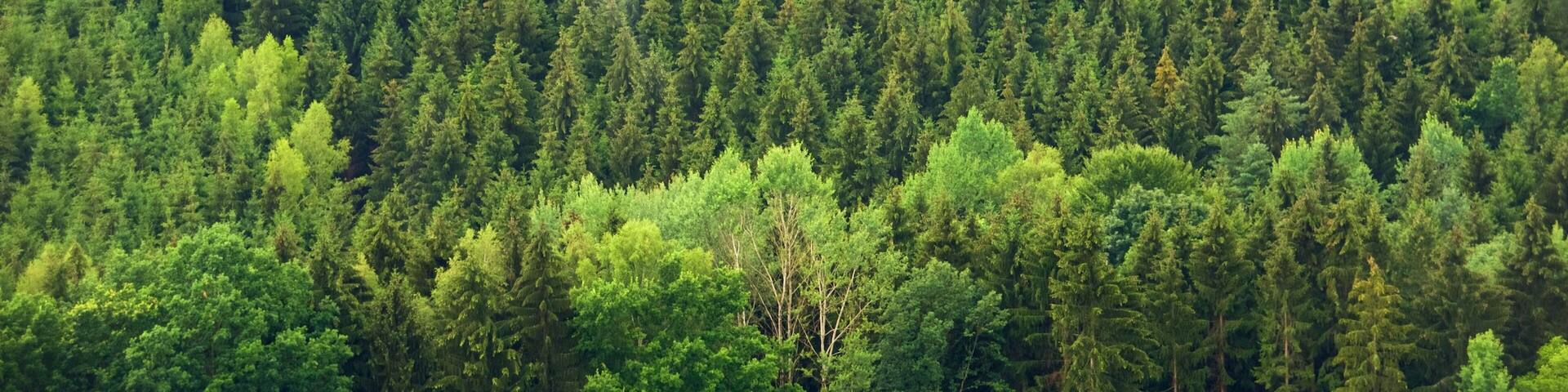 Sachsen das einen Wälder