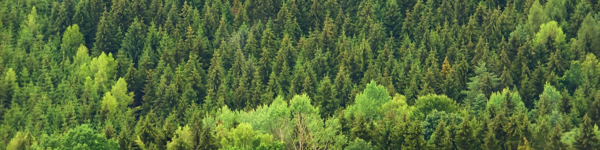 แซกโซนี แสดง ทิวทัศน์ป่า