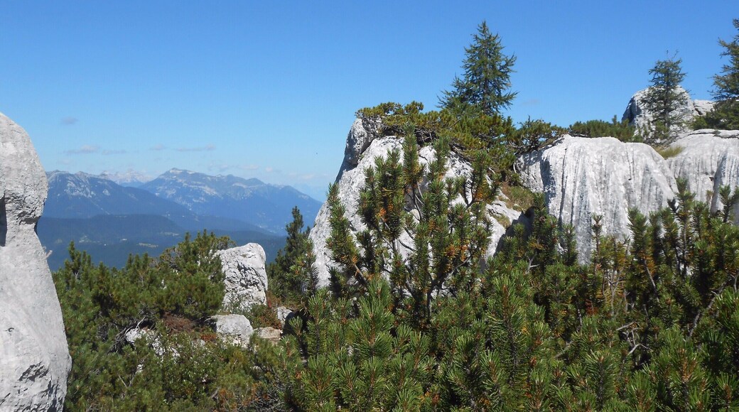 Il coraggio non appartiene solo al martire e all'eroe, ma anche ai filosofi e ai poeti, i quali combattono durissime lotte interiori.
#castellonidisanmarco #mountain #asiago #montagna #trekking #camminare #natura #bosco #wild