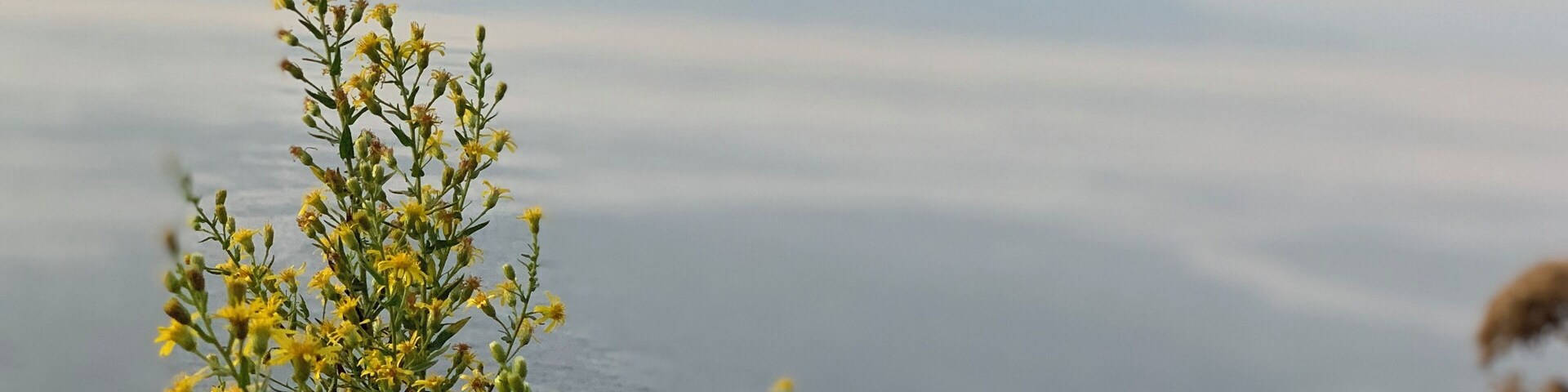 a view of Mt Vesuvius at sunset from Sorrento