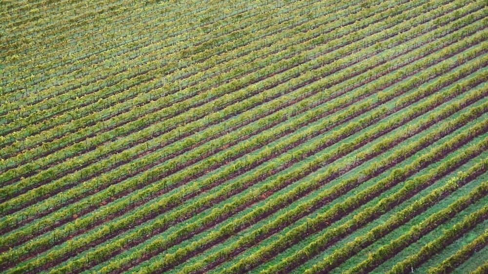 A vineyard with rows of grapevines.