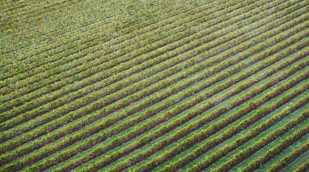 There's not much that is more satisfying that flying over perfectly groomed vineyards. This was taken from a hot air balloon in the Hunter Valley. For those Sydney-siders out there, the Hunter Valley is perfect for a quick spontaneous getaway, only 2.5 hours drive from the city. Could you ask for more #Green. Not only are the vineyards themselves a beautiful lush green, many of the vineyards are sustainably run. #australia #huntervalley #patterns