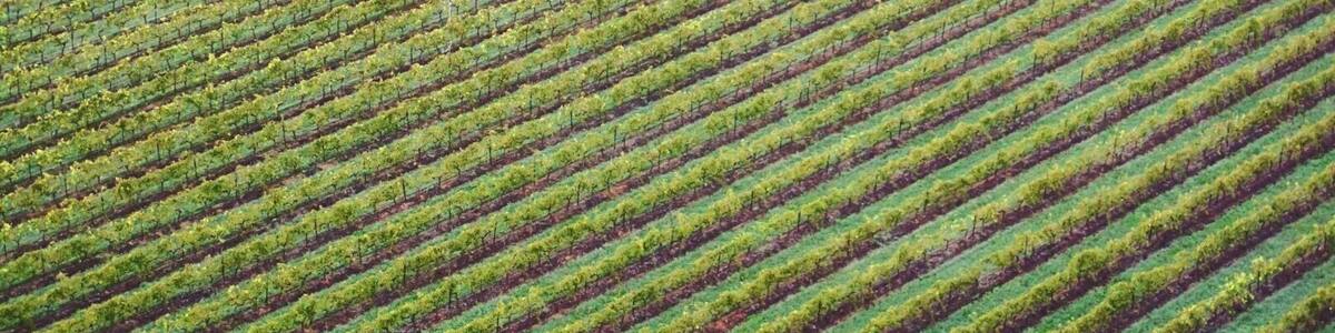 There's not much that is more satisfying that flying over perfectly groomed vineyards. This was taken from a hot air balloon in the Hunter Valley. For those Sydney-siders out there, the Hunter Valley is perfect for a quick spontaneous getaway, only 2.5 hours drive from the city. Could you ask for more #Green. Not only are the vineyards themselves a beautiful lush green, many of the vineyards are sustainably run. #australia #huntervalley #patterns