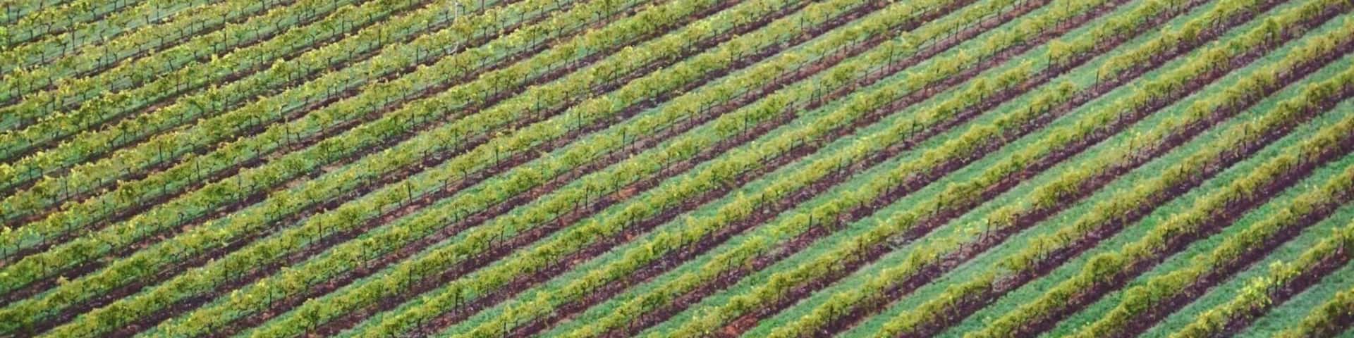 There's not much that is more satisfying that flying over perfectly groomed vineyards. This was taken from a hot air balloon in the Hunter Valley. For those Sydney-siders out there, the Hunter Valley is perfect for a quick spontaneous getaway, only 2.5 hours drive from the city. Could you ask for more #Green. Not only are the vineyards themselves a beautiful lush green, many of the vineyards are sustainably run. #australia #huntervalley #patterns