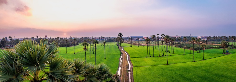 Dongtan Samkhok palm trees and rice fields during sunset in Pathum Thani, Bangkok, Thailand