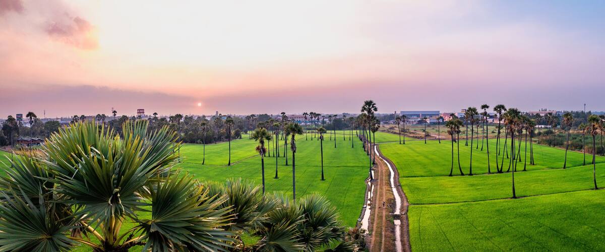A lush green landscape with palm trees and a distant city skyline.