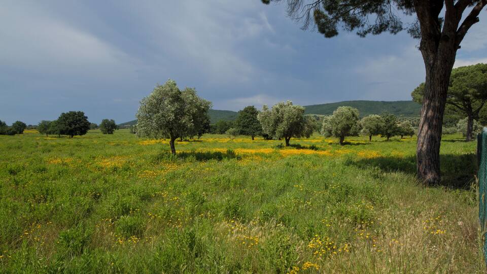 A grassy field with scattered yellow flowers, trees, and a cloudy sky.
