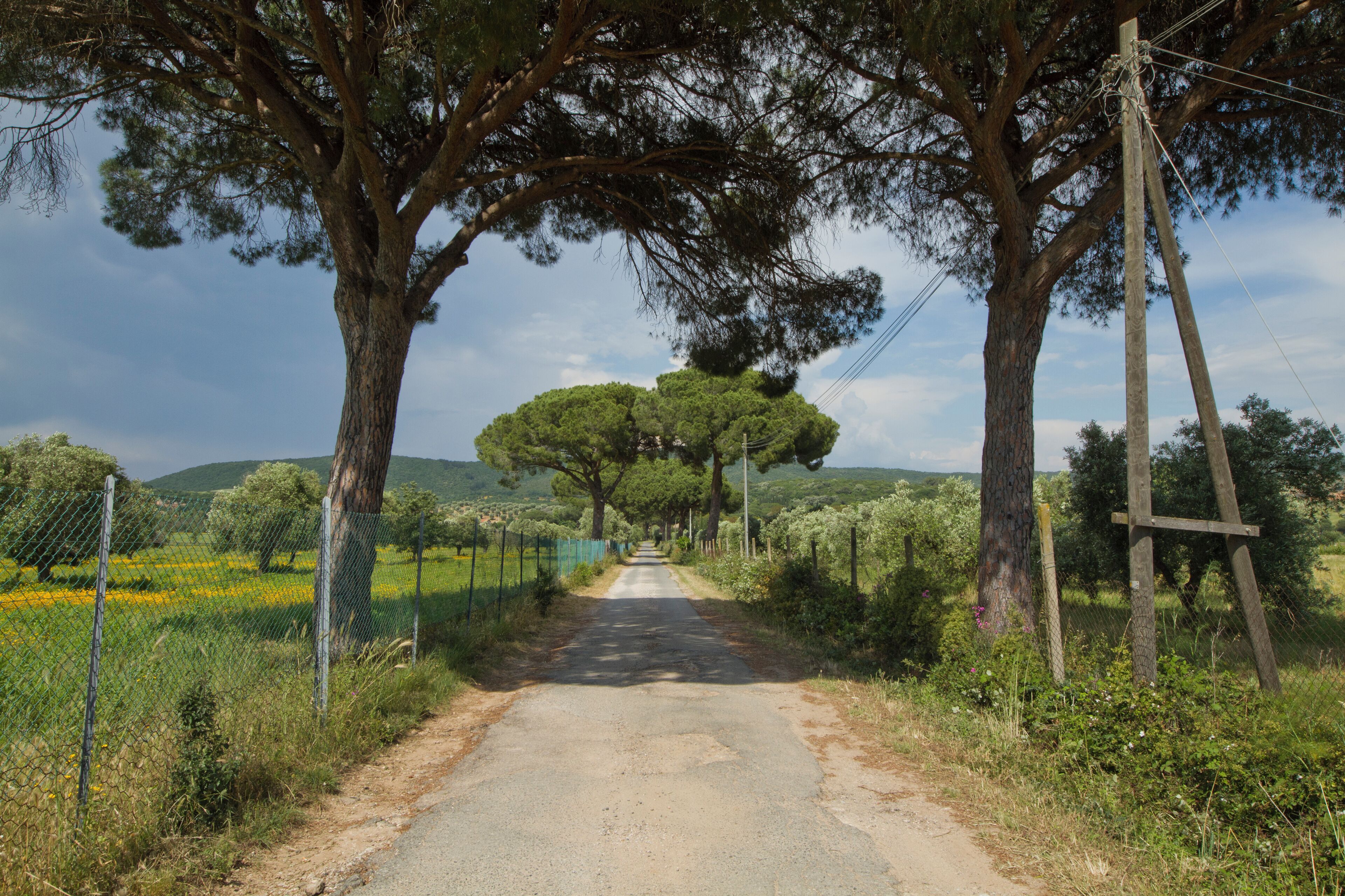 Country road, Natural Park of Maremma, Via Bersagliere, Alberese Grosseto, Tuscany, Italia