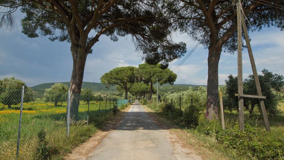 A rural road flanked by tall trees and a fence.